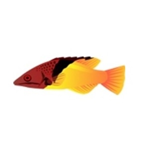 Adult Coral Hogfish